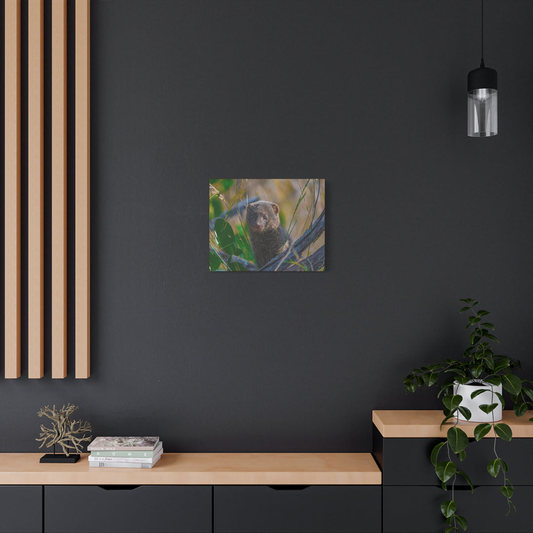 Canvas Print - Mongoose Design