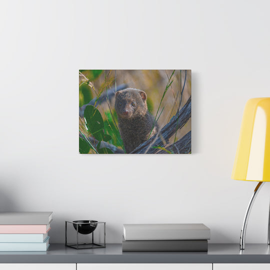 Canvas Print - Mongoose Design