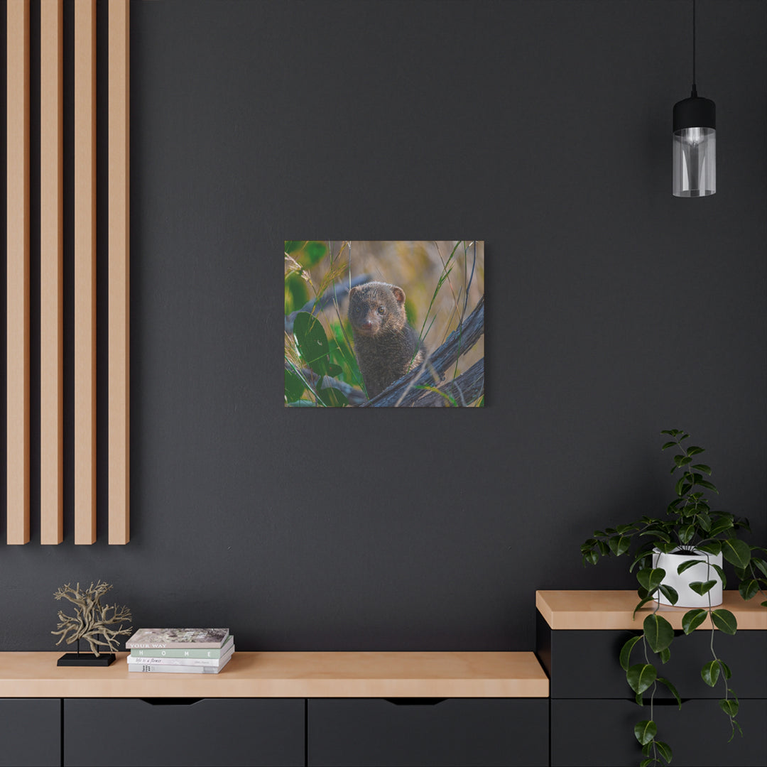 Canvas Print - Mongoose Design