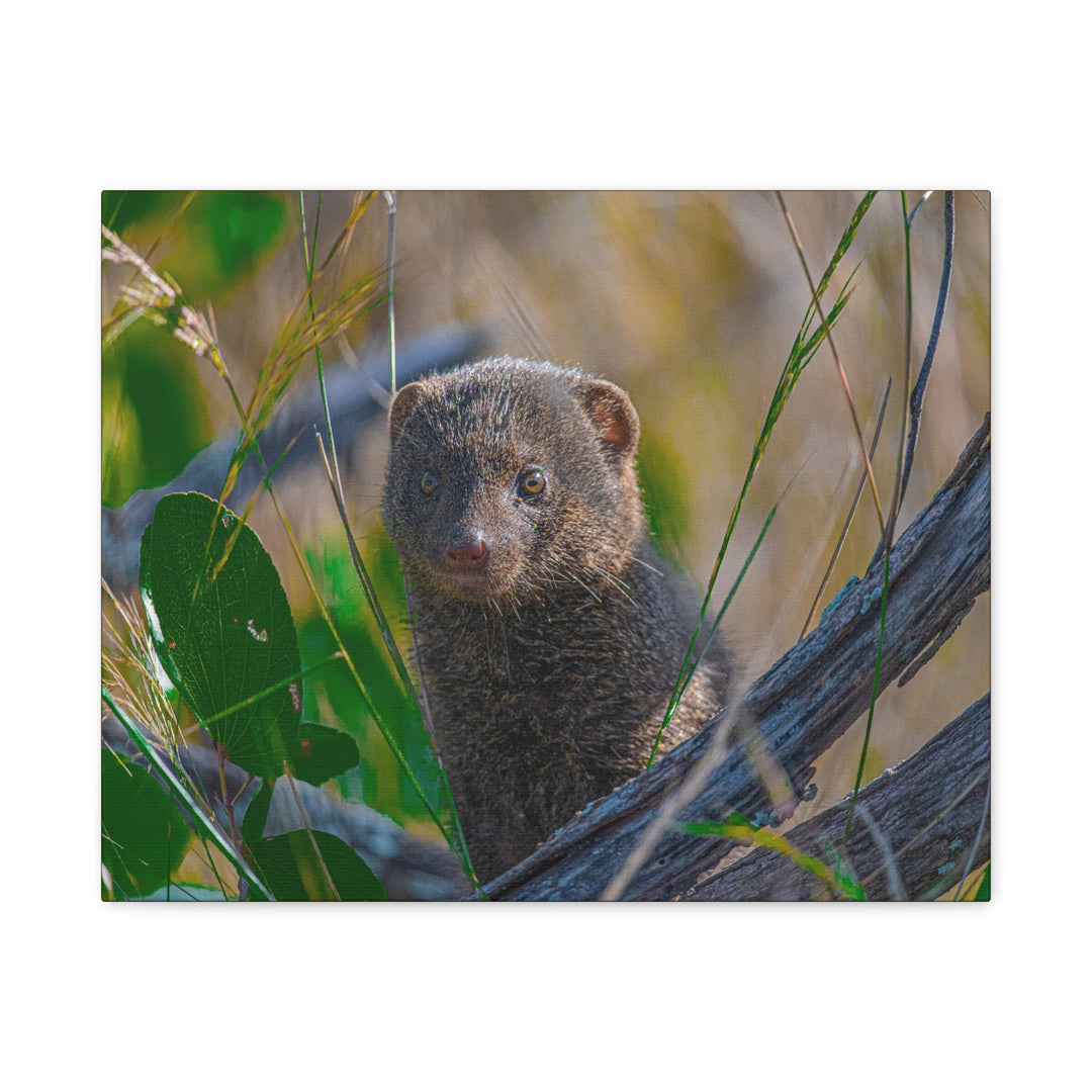 Canvas Print - Mongoose Design