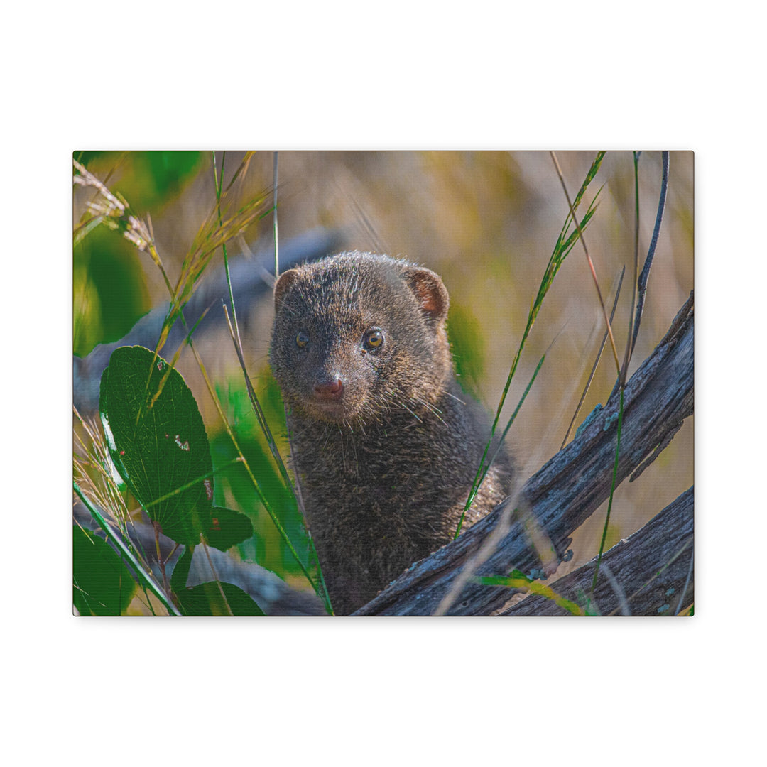 Canvas Print - Mongoose Design