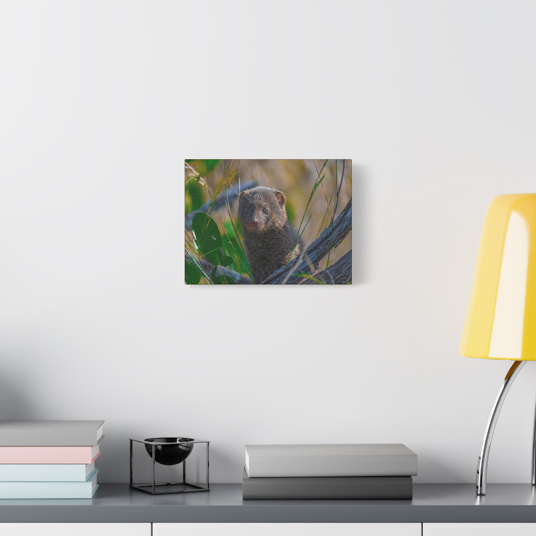 Canvas Print - Mongoose Design