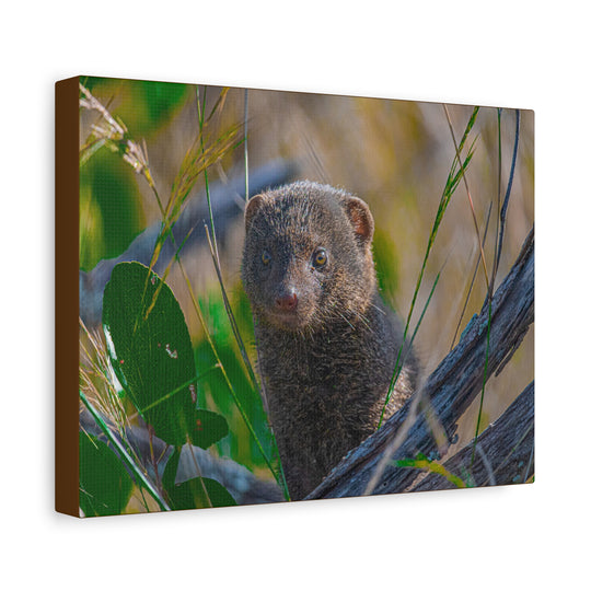 Canvas Print - Mongoose Design