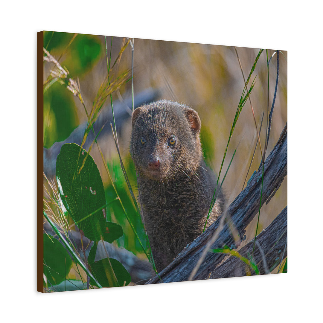 Canvas Print - Mongoose Design