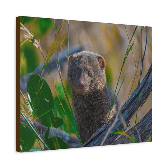 Canvas Print - Mongoose Design