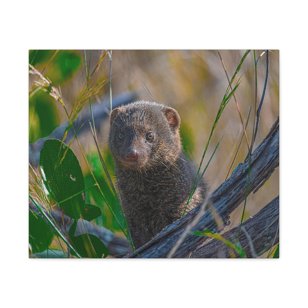 Canvas Print - Mongoose Design