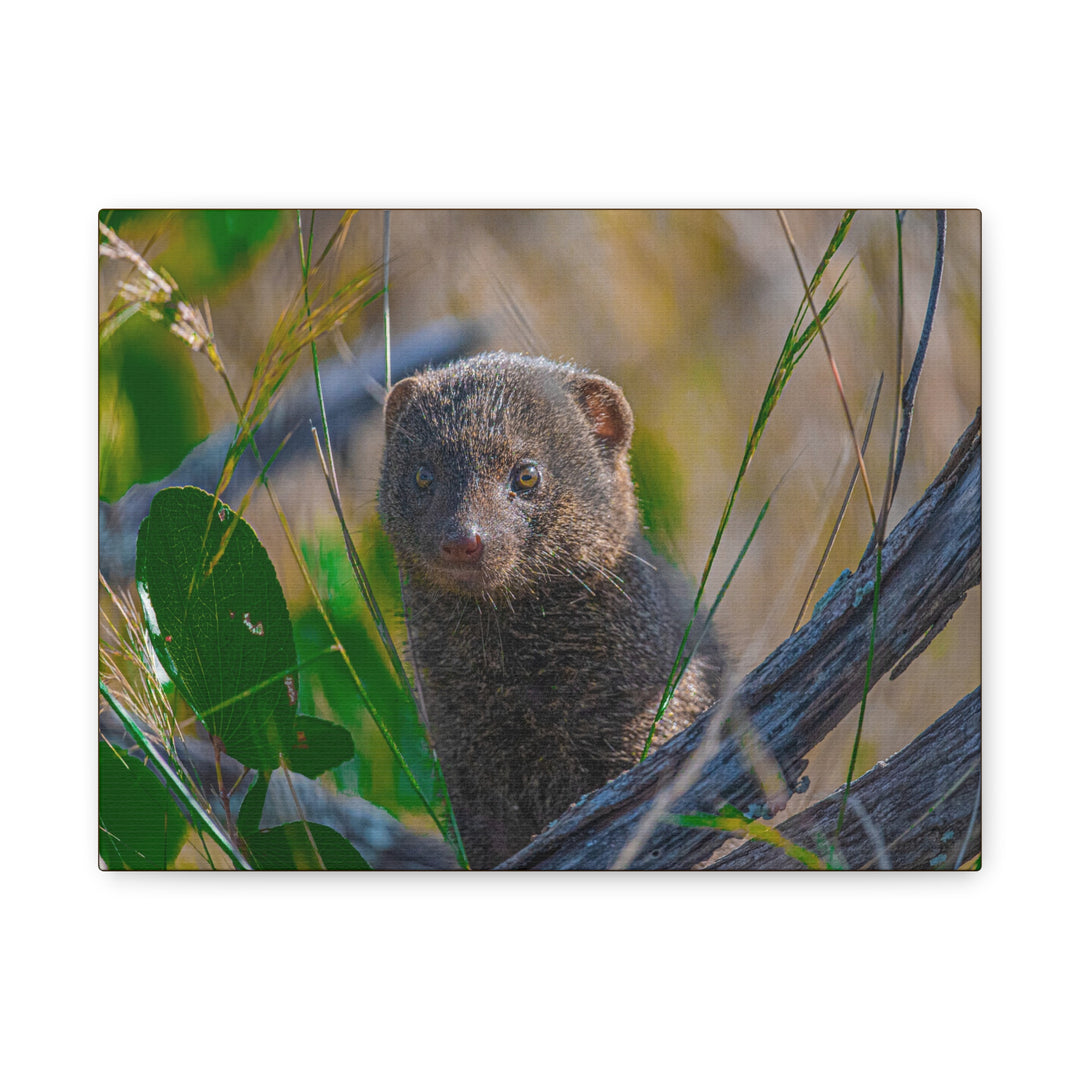 Canvas Print - Mongoose Design