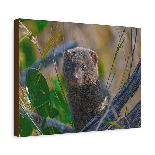 Canvas Print - Mongoose Design